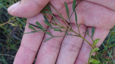 Boronia rivularis, photographed by Tim
