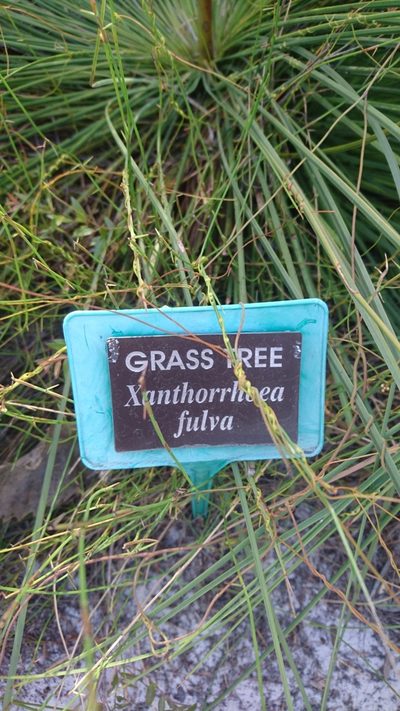 Xanthorrhoea fulva, photographed by Tim