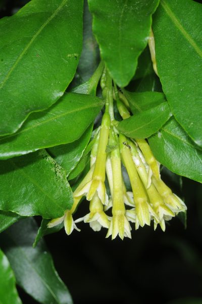 Cestrum euanthes, photographed by aacocucci