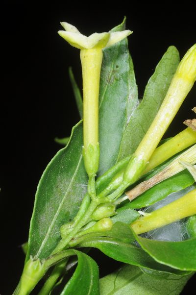 Cestrum euanthes, photographed by aacocucci