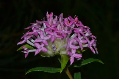 Pimelea rosea, photographed by T. Hammer