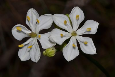 Burchardia congesta, photographed by T. Hammer