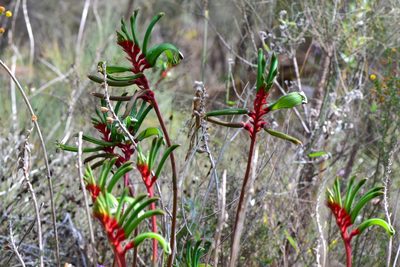 Anigozanthos manglesii, photographed by T. Hammer