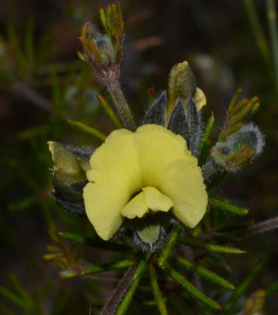 Gompholobium tomentosum, photographed by T. Hammer