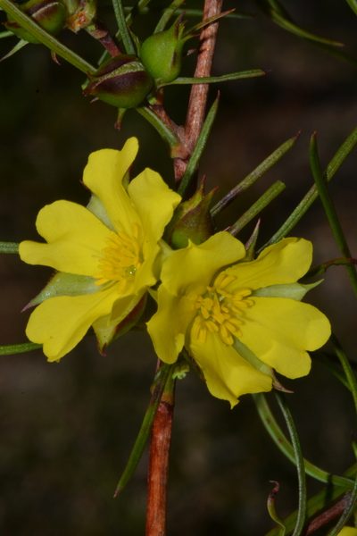 Hibbertia striata, photographed by T. Hammer