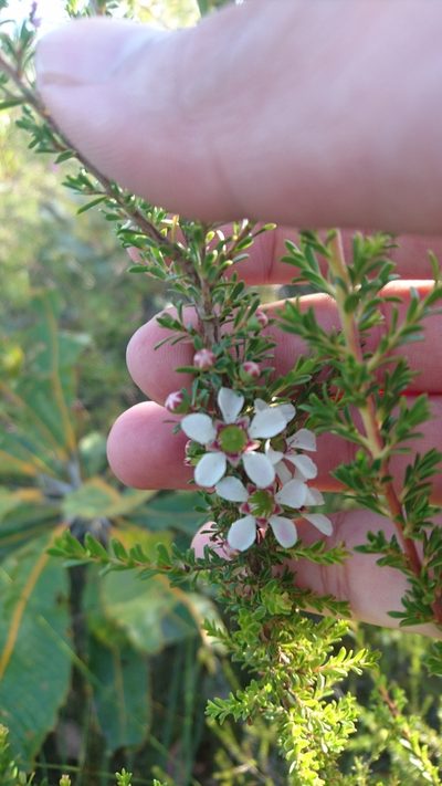 Leptospermum liversidgei, photographed by Tim