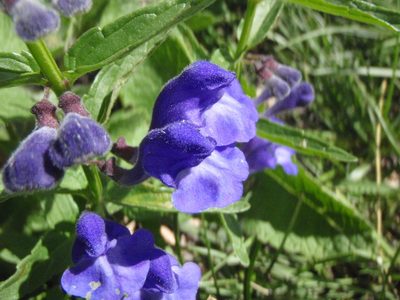 Scutellaria scordiifolia, photographed by Yves Bas