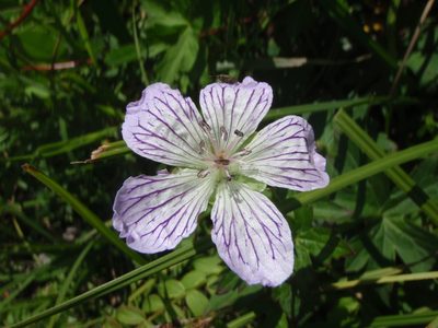 Geranium wlassovianum, photographed by Yves Bas