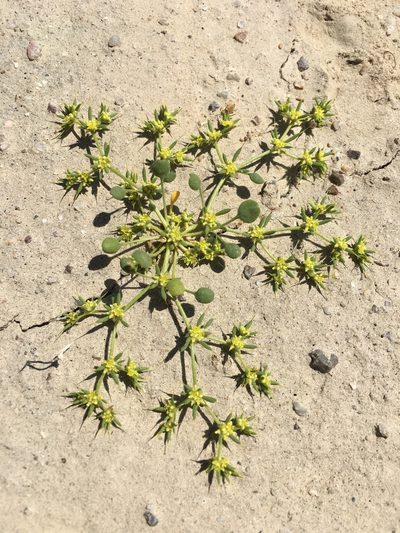 Goodmania luteola, photographed by nmoorhatch