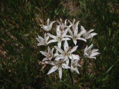 Allium ramosum, photographed by Yves Bas