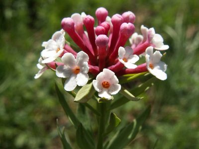 Stellera chamaejasme, photographed by Yves Bas