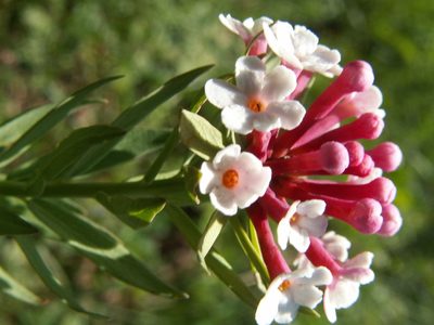 Stellera chamaejasme, photographed by Yves Bas