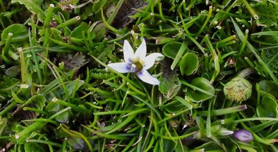 Lobelia pratiana, photographed by desertnaturalist