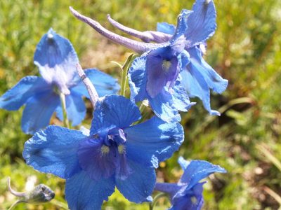Delphinium grandiflorum, photographed by Yves Bas