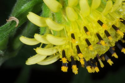 Smallanthus connatus, photographed by aacocucci