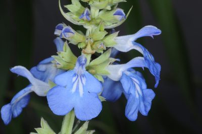Salvia uliginosa, photographed by aacocucci