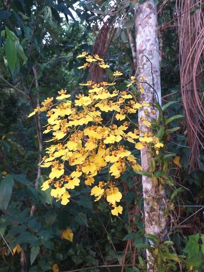 Gomesa flexuosa, photographed by Pedro Henrique Maloso Ramos