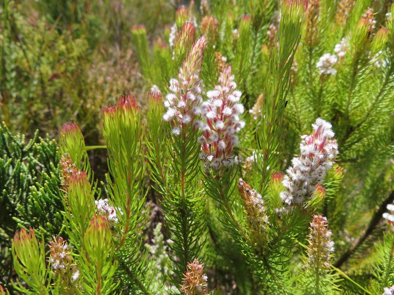 Spatalla parilis, photographed by linkie