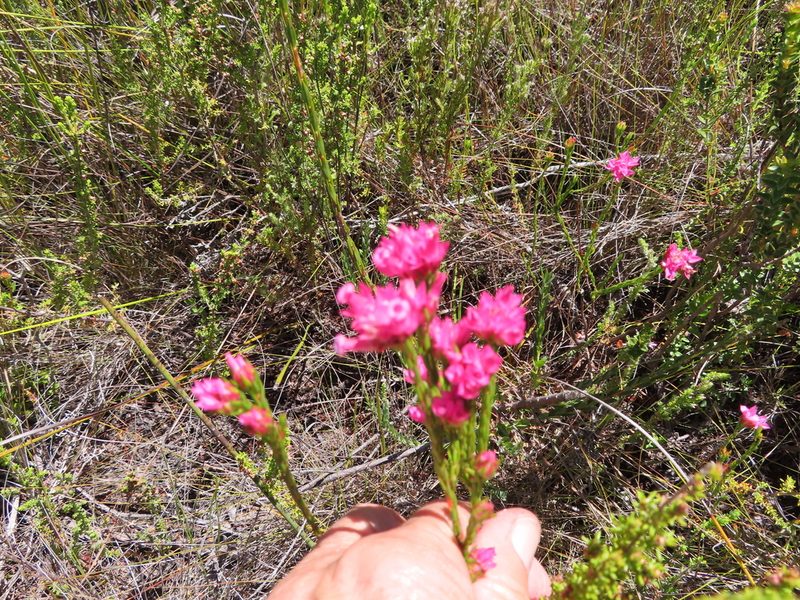 Erica bracteolaris, photographed by linkie