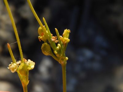 Centella macrocarpa, photographed by melda