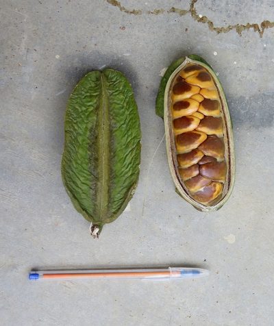 Adenocalymma calcareum, photographed by Sidnei Dantas