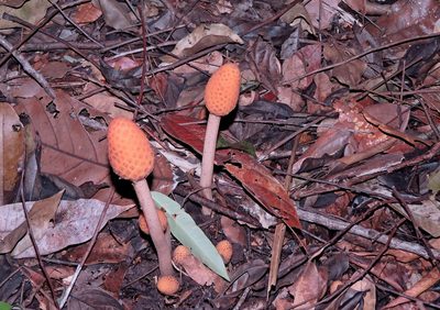 Helosis cayennensis, photographed by Sidnei Dantas