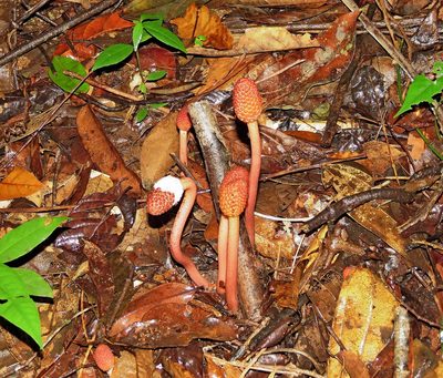 Helosis cayennensis, photographed by Sidnei Dantas
