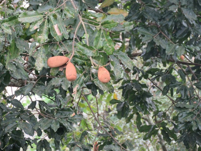Couratari guianensis, photographed by Sidnei Dantas