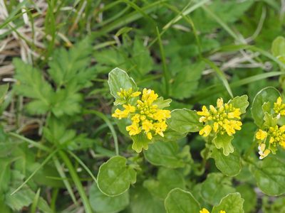 Draba japonica, photographed by Yoshimasa Uchiyama