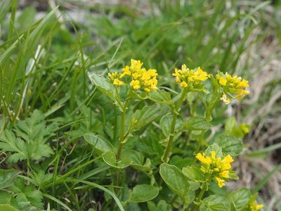Draba japonica, photographed by Yoshimasa Uchiyama