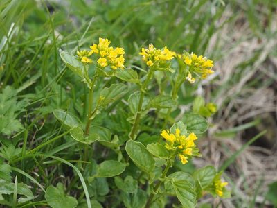 Draba japonica, photographed by Yoshimasa Uchiyama