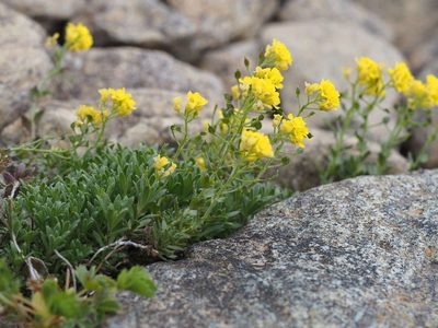 Draba japonica, photographed by Yoshimasa Uchiyama