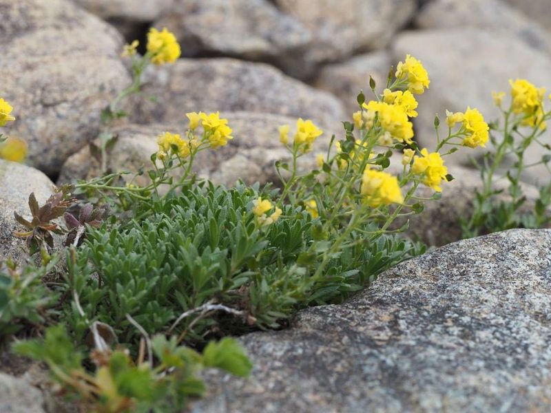 Draba japonica, photographed by Yoshimasa Uchiyama