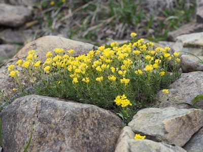 Draba japonica, photographed by Yoshimasa Uchiyama