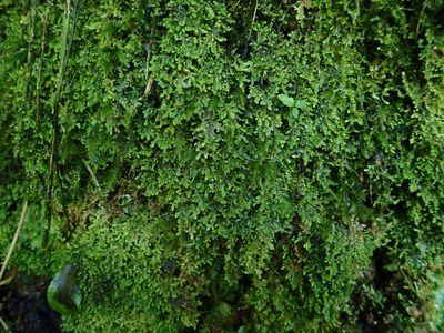 Radula strangulata, photographed by John Steel