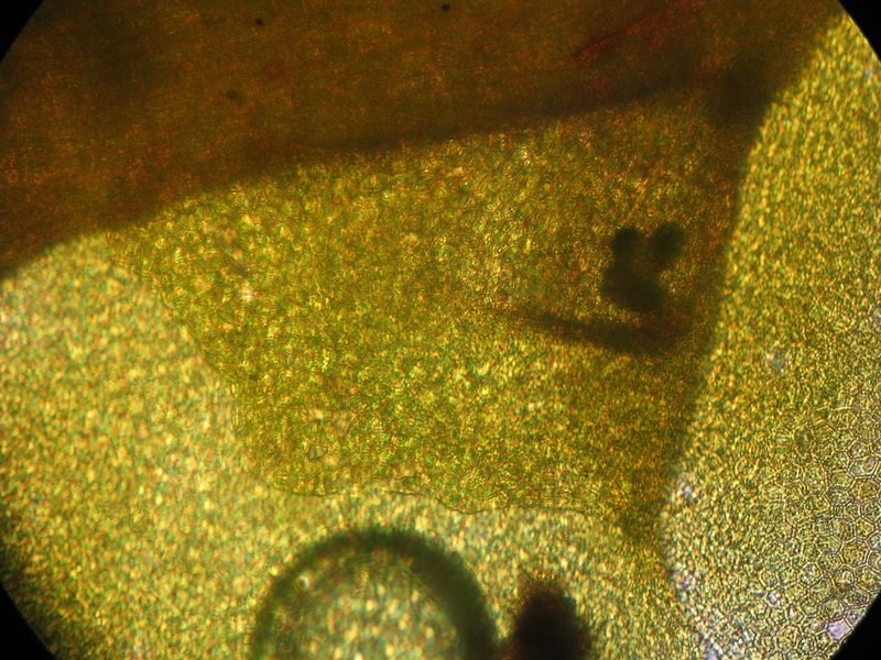 Radula strangulata, photographed by John Steel