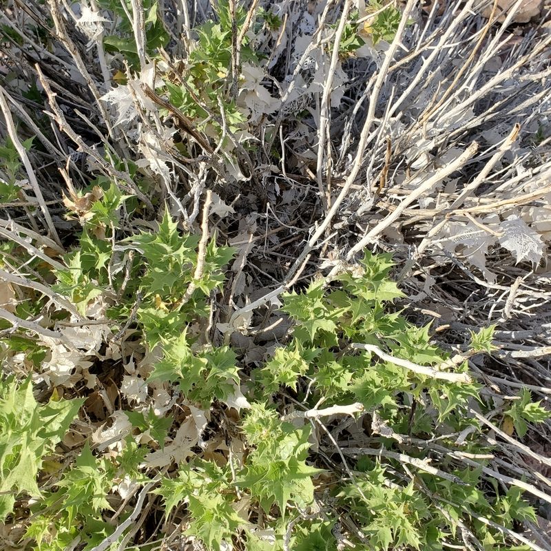 Ambrosia ilicifolia, photographed by Dan Horowitz