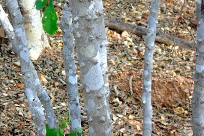 Zanthoxylum arborescens, photographed by Francisco Farriols Sarabia
