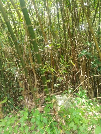 Guadua angustifolia, photographed by GERMAN LEONEL SARMIENTO CRUZ