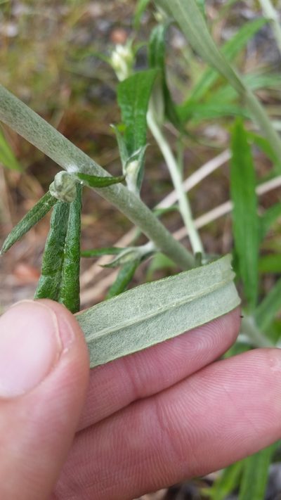 Pseudognaphalium attenuatum, photographed by cwarneke