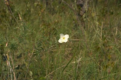 Oenothera nuttallii, photographed by Doug Macaulay
