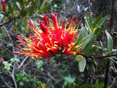 Tristerix longibracteatus, photographed by sandy-espinozaf