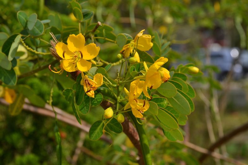 Senna bicapsularis, photographed by Michael Meiring