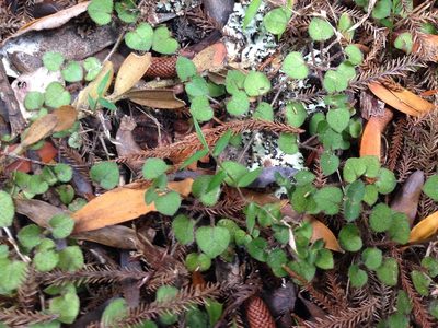 Nertera dichondrifolia, photographed by nick_goldwater