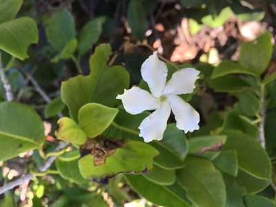 Echites umbellatus, photographed by Tia Tyler
