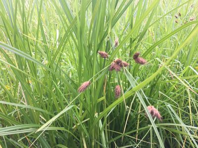 Bolboschoenus fluviatilis, photographed by nick_goldwater