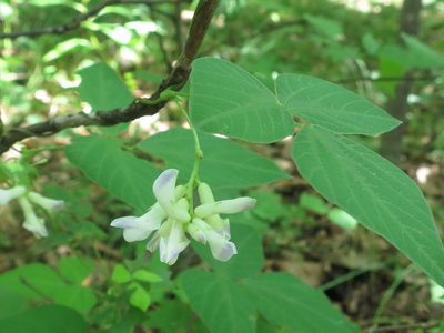 Amphicarpaea edgeworthii, photographed by Repina Tatyana