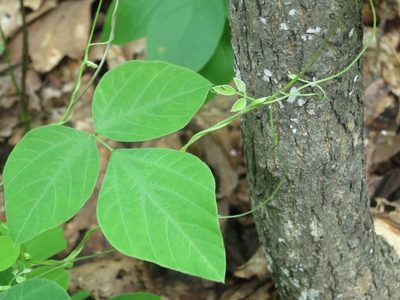 Amphicarpaea edgeworthii, photographed by Repina Tatyana