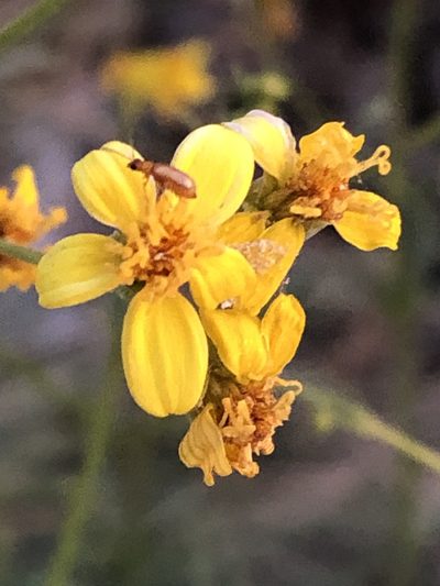 Coreocarpus arizonicus, photographed by Jared Shorma