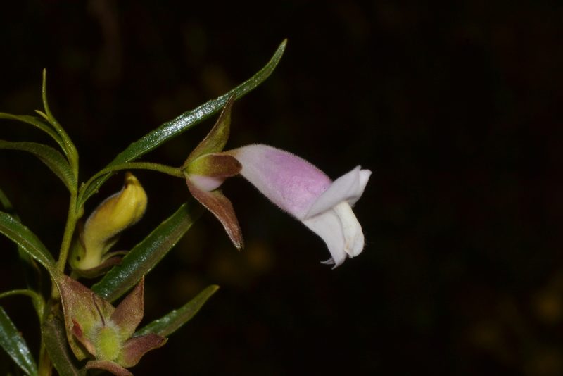 Eremophila clarkei, photographed by T. Hammer